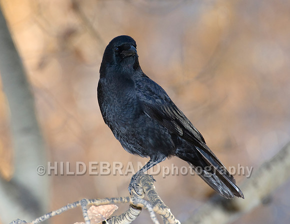 American Crow