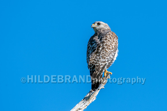 Red-shouldered hawk