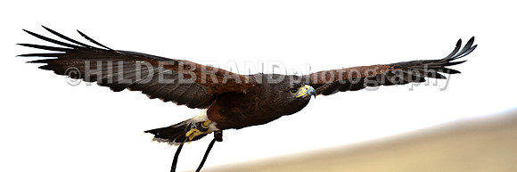 Harris's Hawk