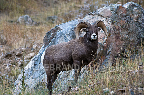 Bighorn Sheep