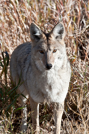 Coyote Gaze