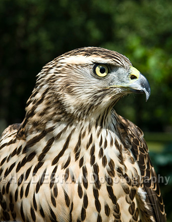 Immature Goshawk