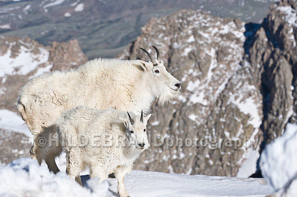 Mountain Goat