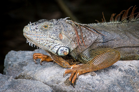 Iguana