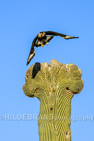 Crested Caracara