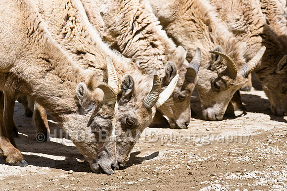 Rocky Mountain Bighorn Sheep
