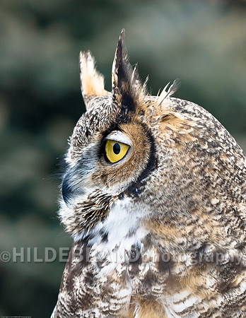 Great Horned Owl