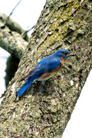 Eastern Bluebird