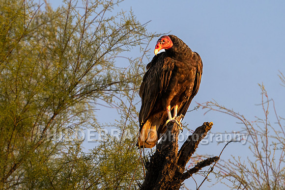 Turkey Vulture