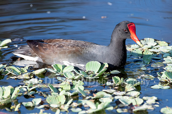 Common Gallinule