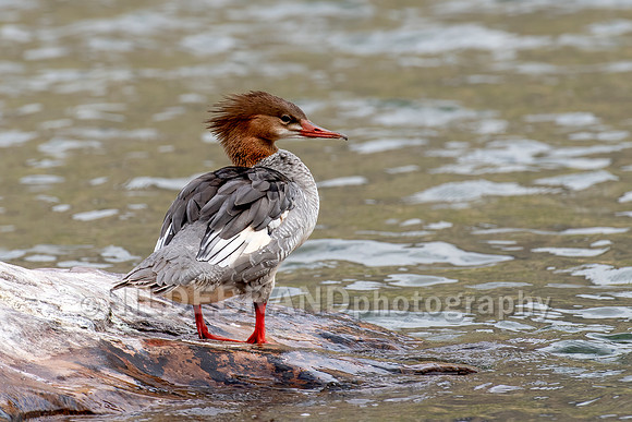 Common Merganser
