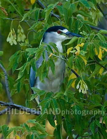 Black-Crowned Night Heron