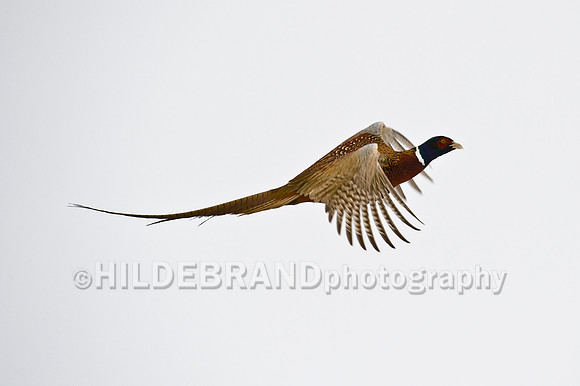 Ring-necked Pheasant