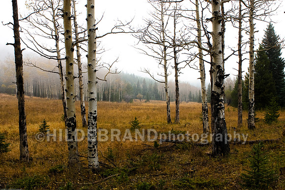 Fog across the Meadow