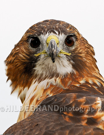 Red-Tailed Hawk