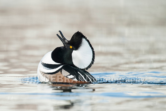 Hooded Merganser