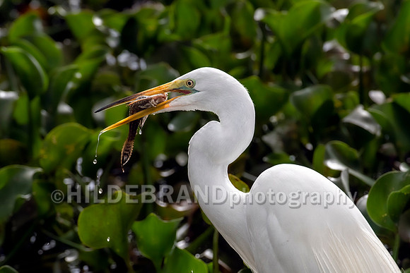 Great Egret