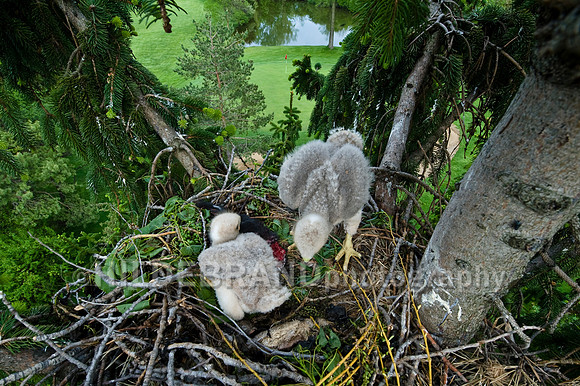 Sibling Hawks