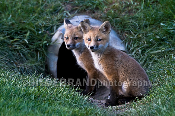 Fox Kits