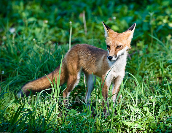Neighborhood Red Fox