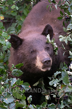 Black Bear
