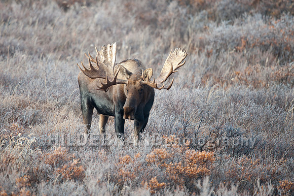 Moose