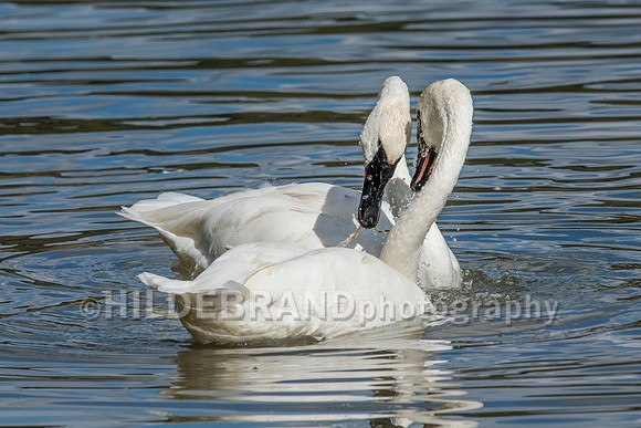 Trumpeter Swan