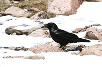 Common Raven