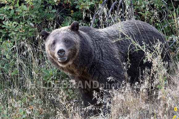 Grizzly Bear 399