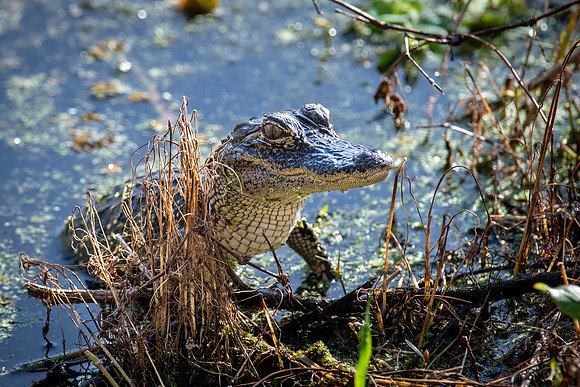 Alligator