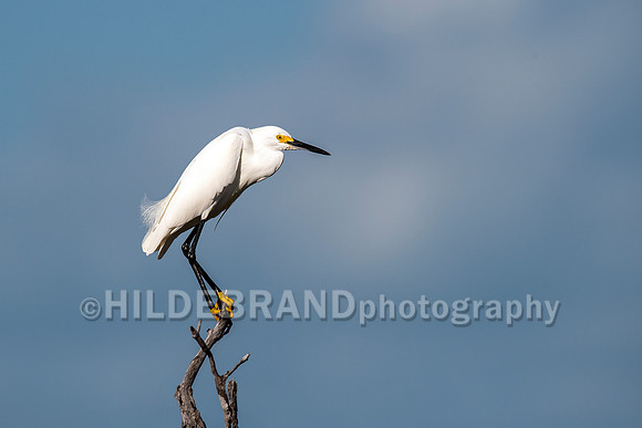 Snowy Egret