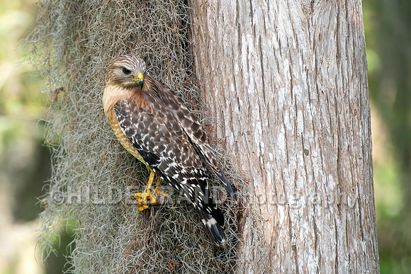 Red-shouldered hawk