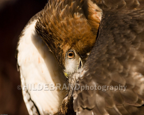 Red-Tail Hawk