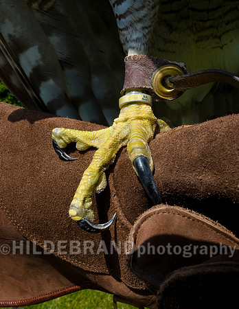 Serious End of a Goshawk