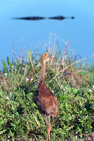Sandhill Crane