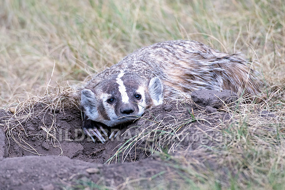 Badger