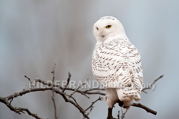 Snowy Owl
