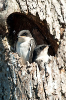 Swallow-Like Birds