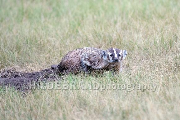 Badger