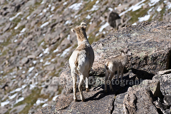 Rocky Mountain Bighorn Sheep
