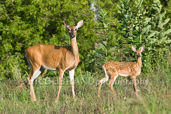 Mama and Baby