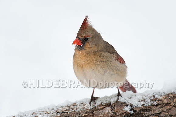 Northern Cardinal