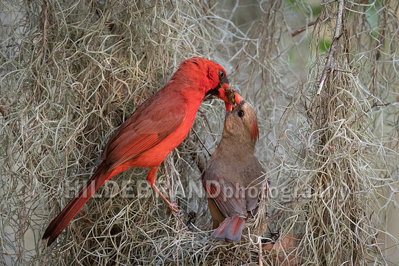 Northern Cardinal