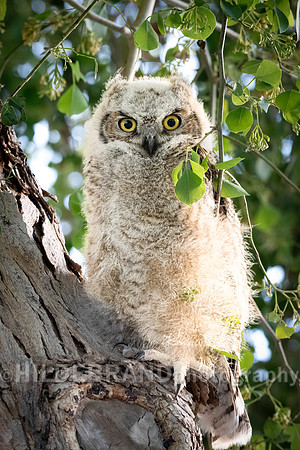 Shadow Ridge Owlets