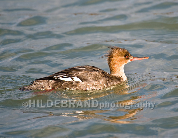 Red-Breasted Merganser  (Female)