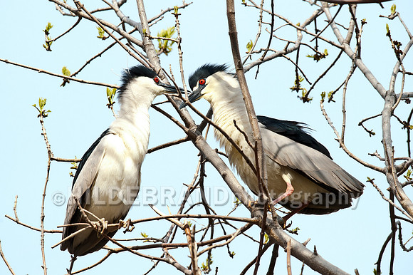 Nesting Black-crowned Night Herons