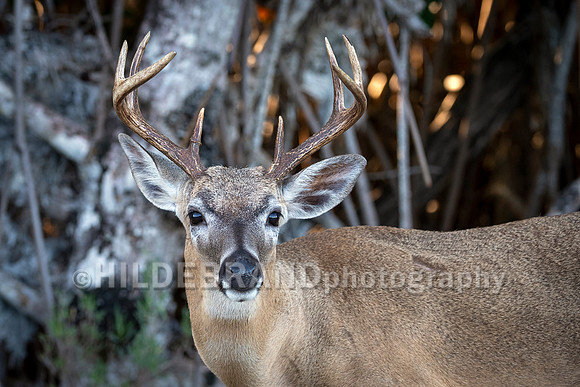 Key Deer