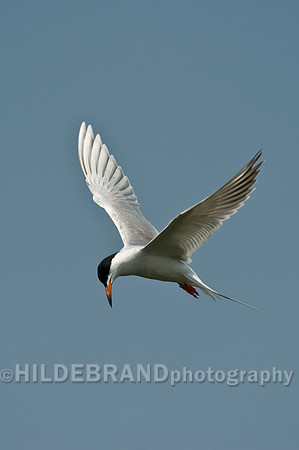 Common Tern