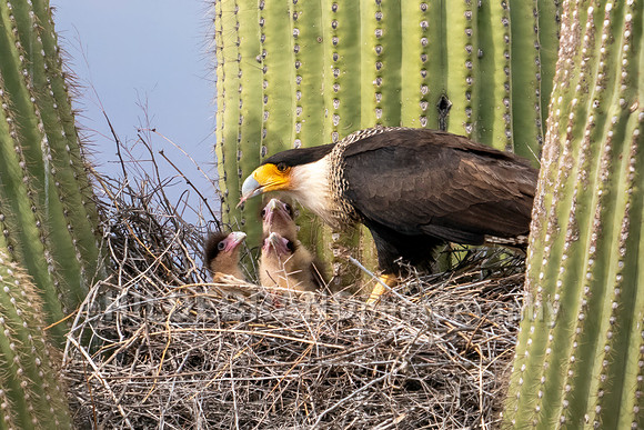 Crested Caracara