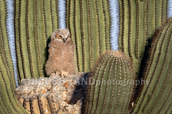 Great Horned Owl